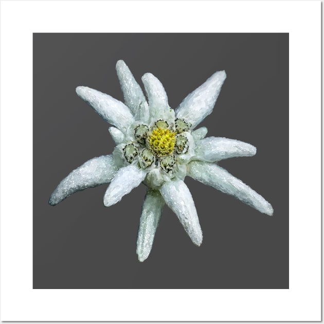 Edelweiss Wall Art by sibosssr